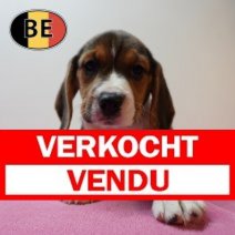 Beagle 100226 F (BE5964) 100426 Verkocht - Vendu.jpg