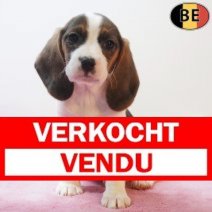 Beagle 170226 F(BE6361) 180426 Verkocht - Vendu.jpg