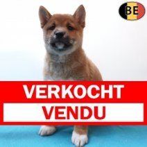 Shiba Inu 020326 M(BE6671) 010526 Verkocht - Vendu.jpg