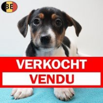 Jack Russell 280126 M(BE5973) 250326 Verkocht - Vendu.jpg