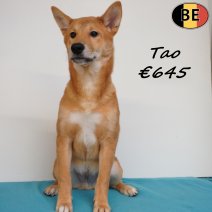 Shiba Inu Tao 261125 M(BE1135) 120426..jpg