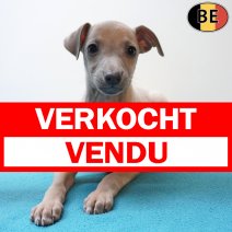 Italiaanse Windhond 020326 M(BE1577) 290426 verkocht - vendu.jpg