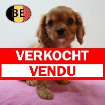 Cavalier King Charles 05-03-26 F(BE1741) 06-05-26 verkocht - vendu.jpg