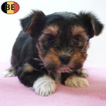 Yorkshire Terrier X Biewer 09-03-26 F(BE6367) 09-05-26.jpg