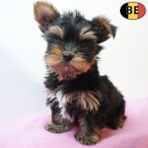 Yorkshire Terrier X Biewer 09-03-26 F(BE6396) 09-05-26.jpg