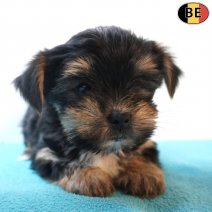 Yorkshire Terrier X Biewer 09-03-26 M(BE6417) 09-05-26.jpg