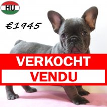Franse Bulldog 291225 F(HU8790) 150426 verkocht - vendu.jpg