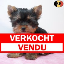 Yorkshire Terrier 230126 F(BE6027) 250326 verkocht - vendu.jpg