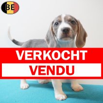 Beagle 170226 M(BE6405) 180426 verkocht - vendu.jpg