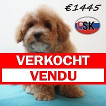 Maltipoo 241225 M (SK1082) 240426 verkocht - vendu.jpg