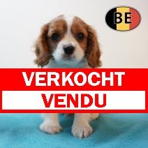 Cavalier King Charles 05-03-26 M (BE3001) 06-05-26 verkocht - vendu.jpg