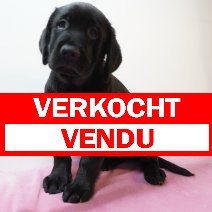 Labrador 02-03-26 F (BE8982) 08-05-26 verkocht - vendu.jpg