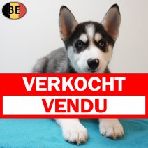 Husky 270126 M(BE5998) 010426 verkocht - vendu.jpg