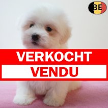 Maltezer 03-03-26 F(BE6404) 01-05-26 verkocht - vendu.jpg