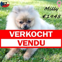 Keesje Milly 12-11-25 F(CZ5826) 03-05-26 verkocht - vendu.jpg