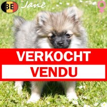 Keesje Jane 151225 F(BE6010) 010526 verkocht - vendu.jpg
