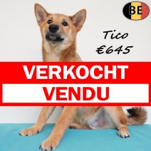 Shiba Inu Tico 261125 M(BE1175) 120426 verkocht - vendu.jpg