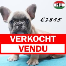 Franse Bulldog 291225 M(HU8789) 150426 verkocht - vendu.jpg