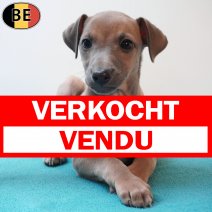 Italiaanse Windhond 020326 M(BE1638) 290426 verkocht - vendu.jpg
