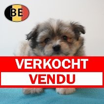 Maltipom 220226 M (BE6128) 240426 verkocht - vendu.jpg