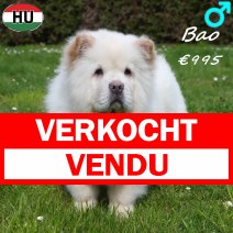 Chow Chow Bao 141025 M(HU8962) 300326 verkocht - vendu.jpg