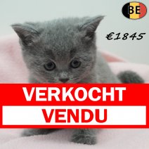 Britse Korthaar 080326 F(BE-2) 170426 - Beschikbaar op 310526 verkocht - vendu.jpg