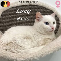 Europese Kat Lucy 27-03-22 F(BE6322) 11-05-26.jpg