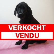 Labrador 27-02-26 F (BE9470) 08-05-26 verkocht - vendu.jpg