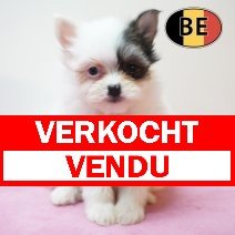 Maltipom 220226 F (BE6615) 240426 verkocht - vendu.jpg