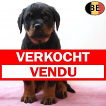 Rottweiler 190226 F(BE6493) 010526 verkocht - vendu .jpg