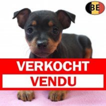 Pinscher 10-03-26 F(BE6389) 09-05-26 Verkocht - Vendu.jpg