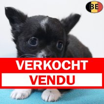 Chihuahua 260226 M(BE1636) 290426 verkocht - vendu.jpg