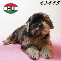 Frenchiepoo 271225 F (HU8873) 150426..jpg