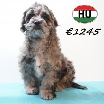 Frenchiepoo 271225 M (HU8872) 150426..jpg