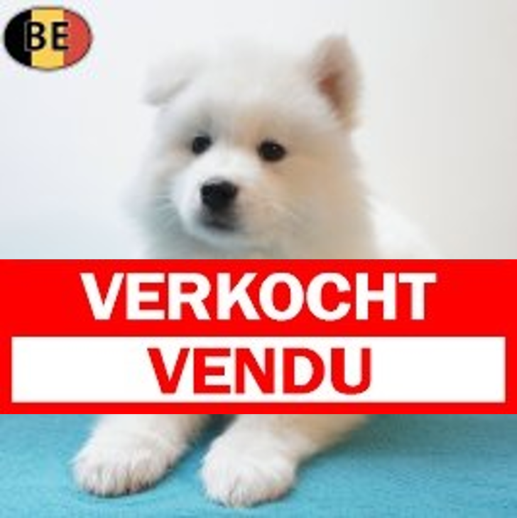 Samojeed 14-03-26 M(BE3424) 13-05-26.verkocht-vendu