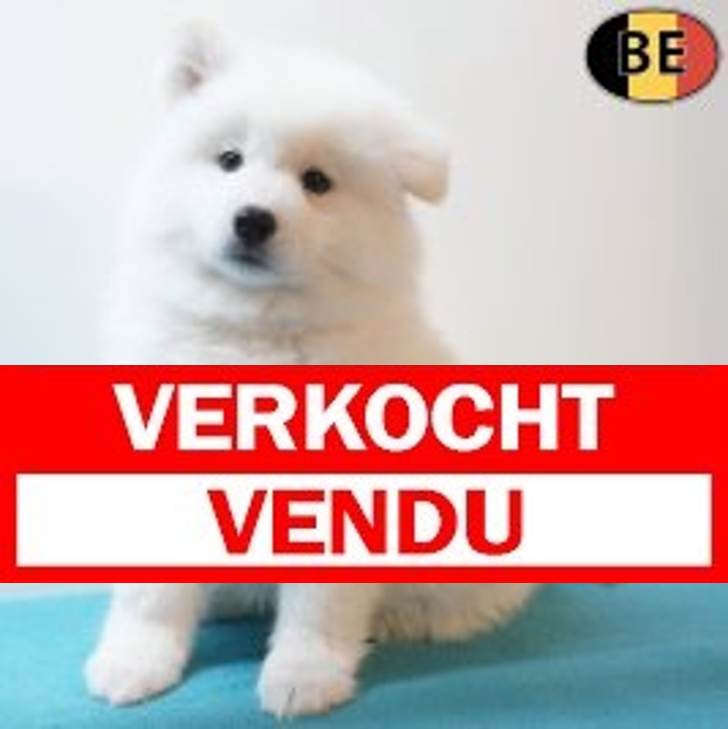 Samojeed 14-03-26 M(BE9908) 13-05-26.verkocht-vendu