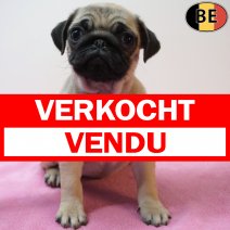 Mopshond 12-03-26 F(BE7396) 13-05-26 verkocht - vendu.jpg