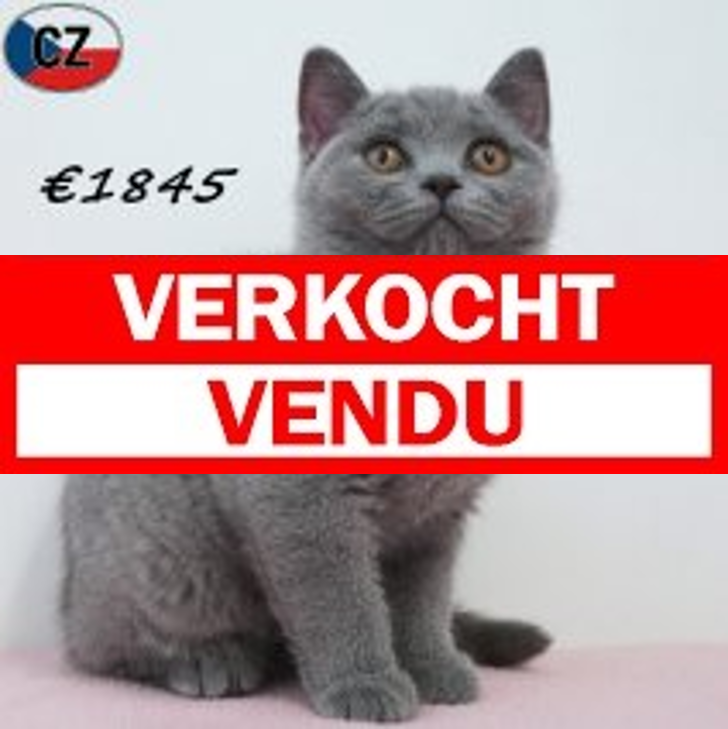 Britse Korthaar 20-01-26 F(CZ6775) 13-05-26.verkocht-vendu