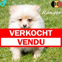 Keesje Ranger 190126 M(BE3381) 010526 verkocht - vendu.jpg