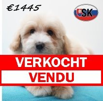 Maltipoo 24-12-25 M (SK1011) 24-04-26 verkocht - vendu.jpg
