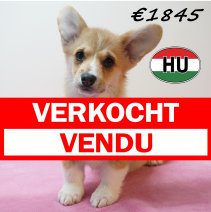 Welsh Corgi 261225 F (HU8793) 150426 verkocht - vendu.jpg