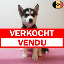 Husky 270126 F(BE5943) 010426 verkocht - vendu.jpg