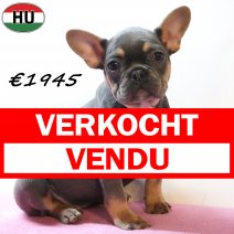 Franse Bulldog 261225 F(HU8805) 150426 verkocht - vendu.jpg