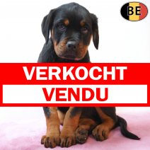 Rottweiler 190226 F(BE6387) 010526 verkocht - vendu.jpg