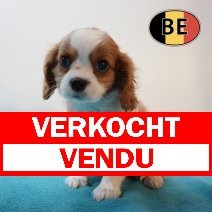 Cavalier King Charles 05-03-26 M (BE0658) 06-05-26 verkocht  - vendu.jpg