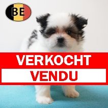 Maltipom 220226 M (BE6018) 240426 verkocht - vendu.jpg