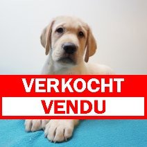 Labrador 02-03-26 M (BE9426) 08-05-26 verkocht - vendu.jpg