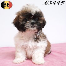 Shih Tzu 11-03-26 F(BE6610) 15-05-26.jpg