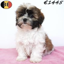 Shih Tzu 11-03-26 F(BE6643) 15-05-26.jpg