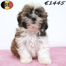 Shih Tzu 11-03-26 F(BE6654) 15-05-26.jpg